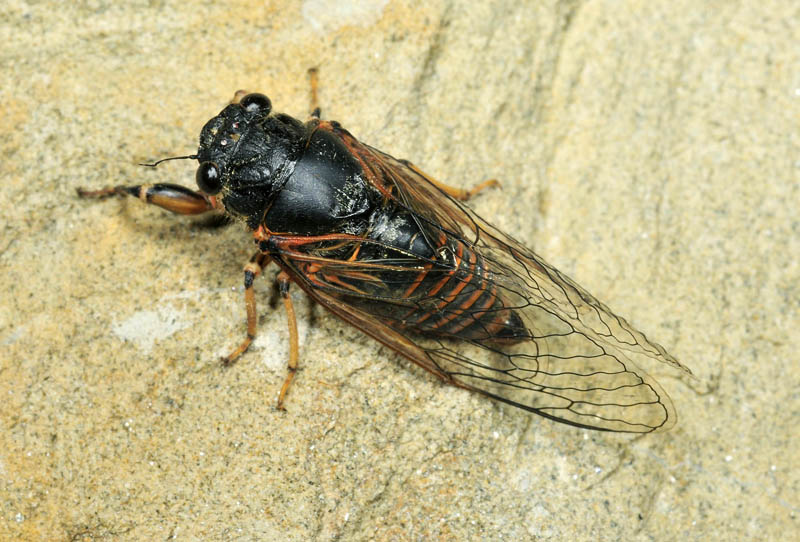 Cicadetta montana *